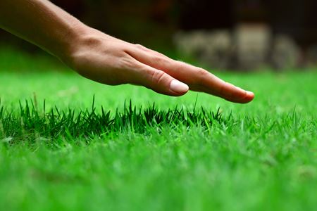 The Benefits Of Professional Lawn Fertilization And Weed Control Services