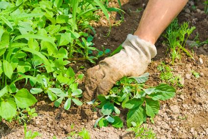 Vegetation Control